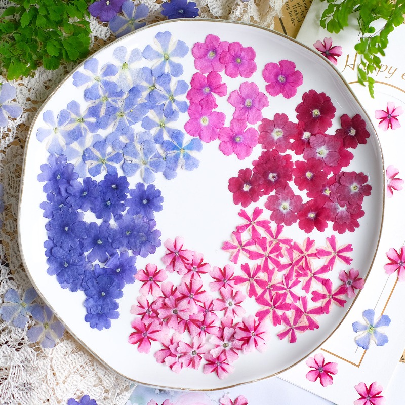 Art Craft 2 Year Olds - 50 adet/1.5-2 cm, Preslenmiş Kurutulmuş Verbena