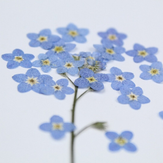 100 adet/0.5-1 cm, Preslenmiş  - Art Craft 2 Year Olds incelemesi ve fiyatı